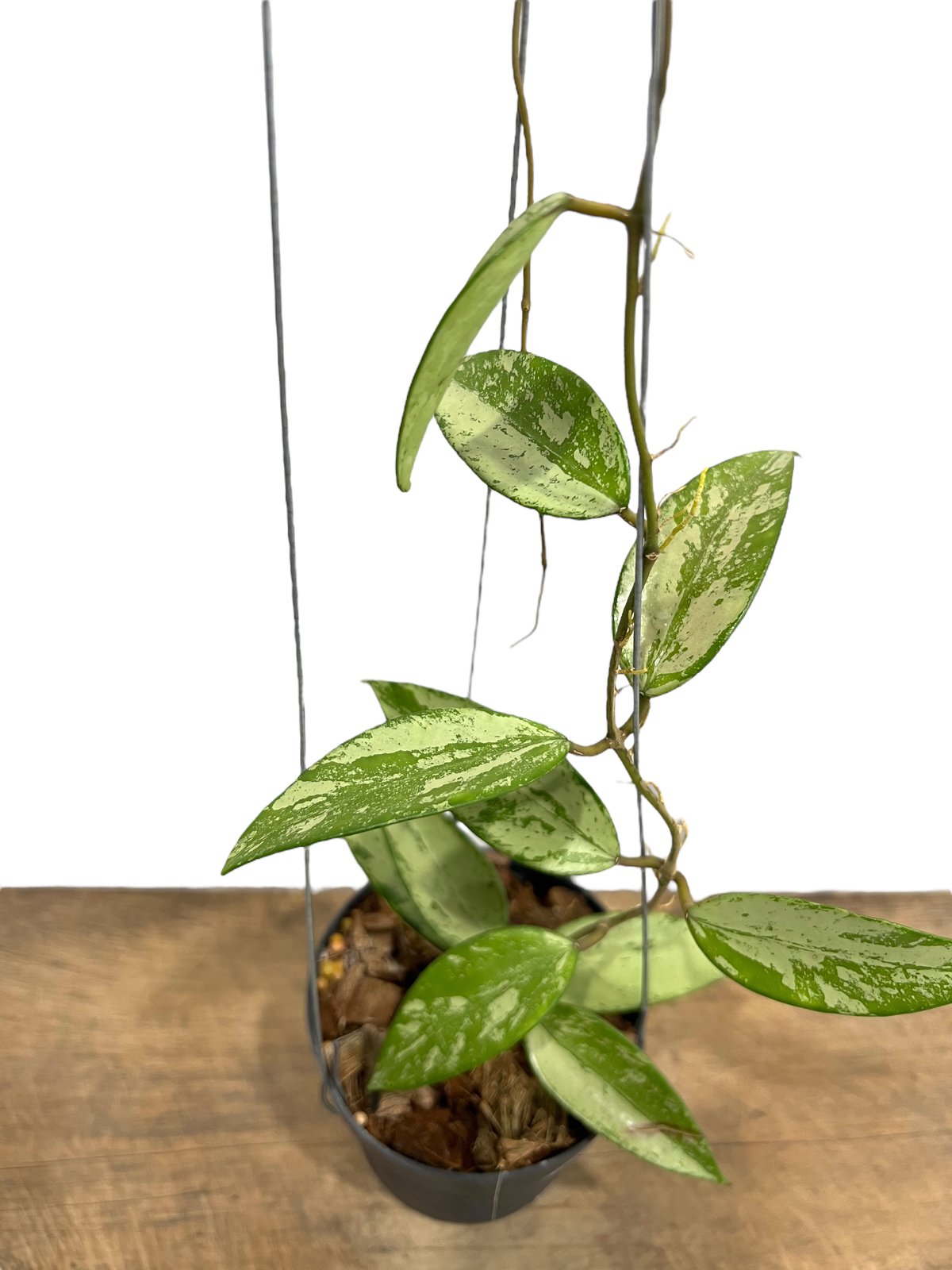 訳ありセール　レア　ホヤ　Hoya  cui silver サクララン 4