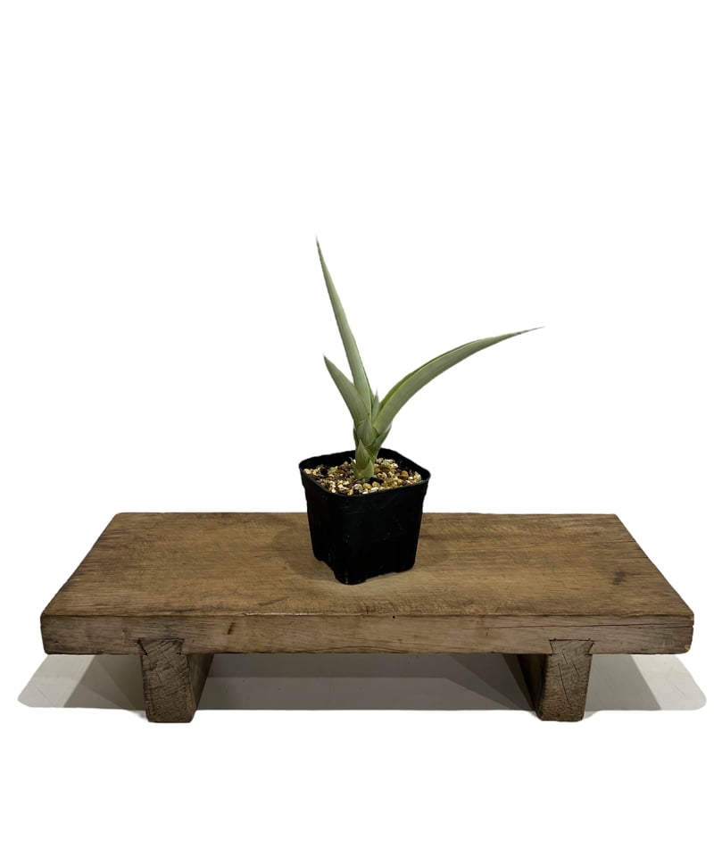 サンセベリア チャニン(by アンヤマニー ガーデン