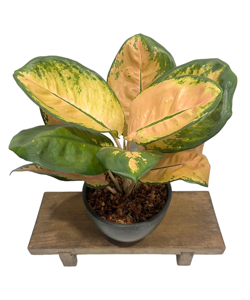 アグラオネマ スターバックス 「Aglaonema Starbucks 」34Q | SHO