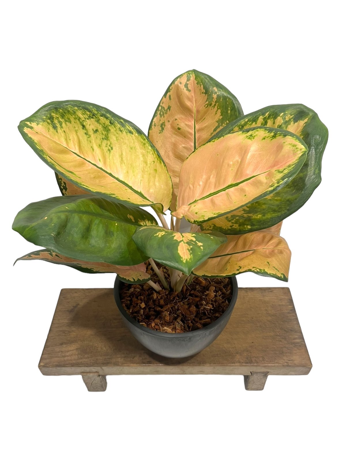 50%OFF！！アグラオネマ　スターバックス　購入価格24200円写真参照 アグラオネマ スターバックス「Aglaonema Starbucks」56A