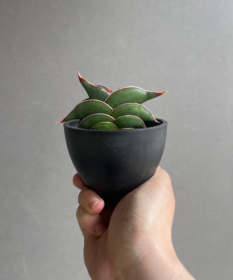 サンセベリア ロリダ 「Sansevieria rorida」35B | SHOUCHIKUEN