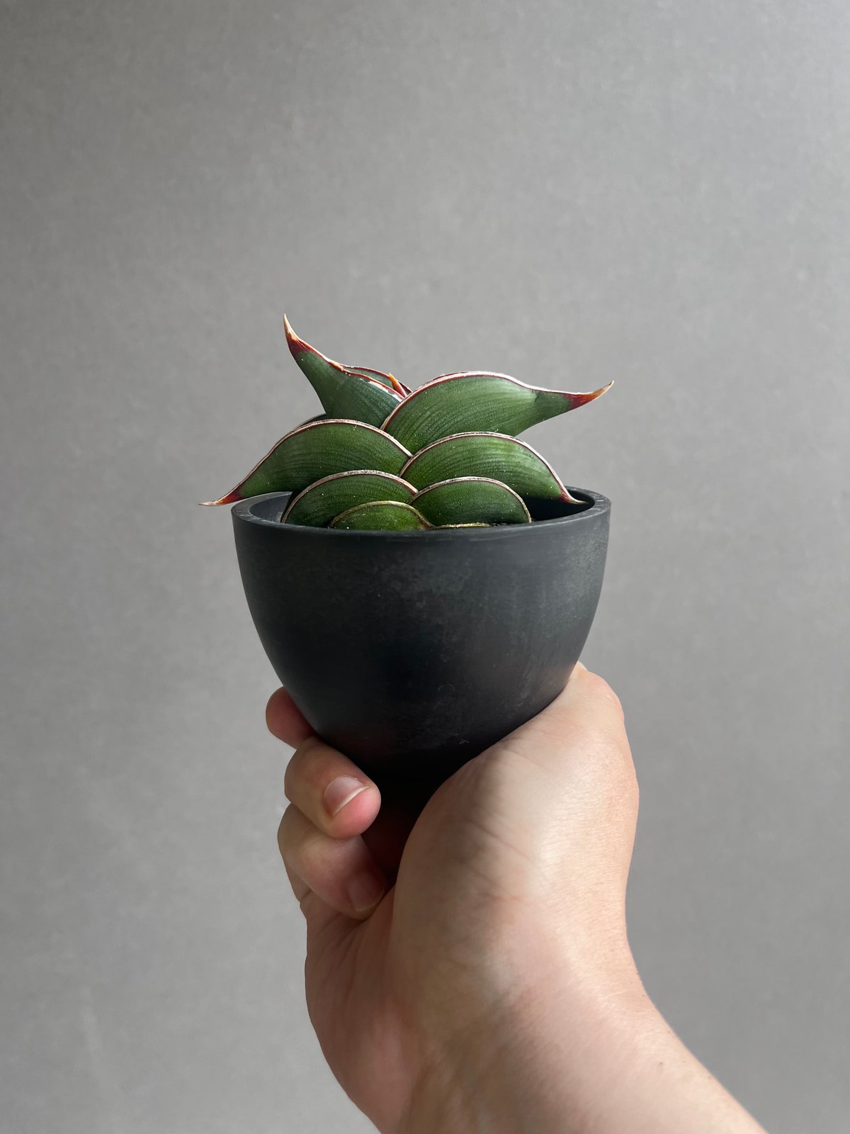 サンセベリア ロリダ 「Sansevieria rorida」35B | SHOUCHIKUEN