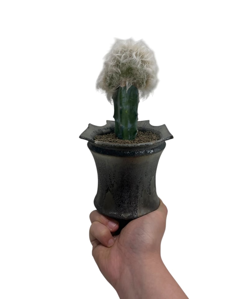 老楽綴化(おいらく てっか)+object by 1218 「Espostoa lanata