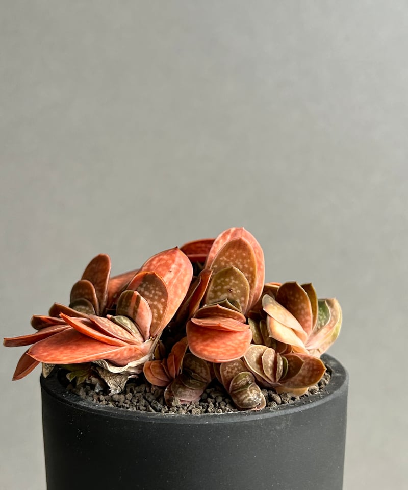 ガステリア子宝錦「Gasteria gracilis v.minima f. Variegat