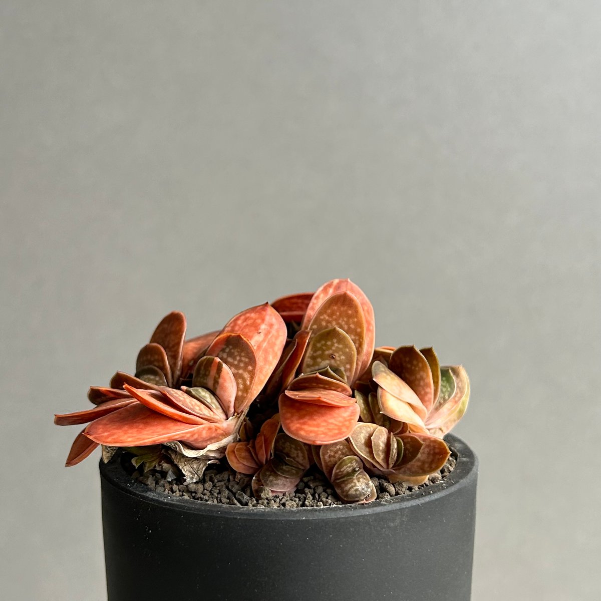 gracilis ガステリア子宝錦「Gasteria 多肉植物　ガステリア子宝錦 v.minima Variegat f. フラワー・ガーデニング