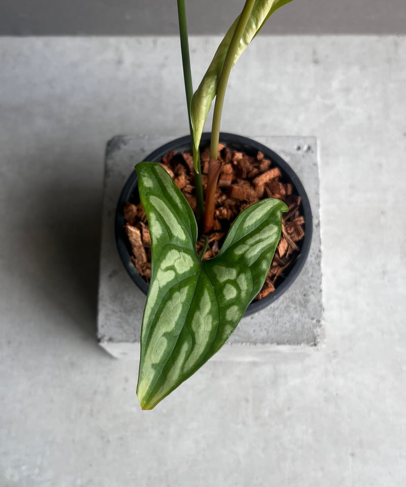 セルセスティス ミラビリス (N.E.Br) ボグナー「 Cercestis mirabili