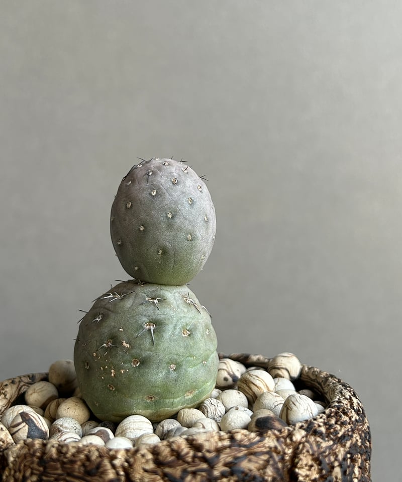 テフロカクタス ゲオメトリクス+plantsmonsters pot「Tephrocactus