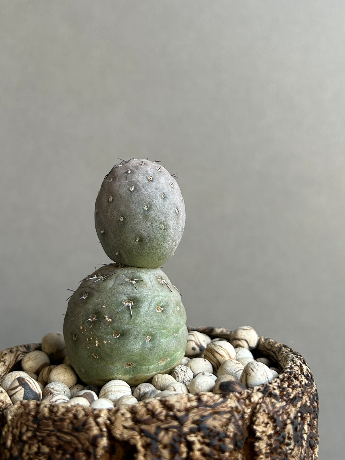 テフロカクタス ゲオメトリクス+plantsmonsters pot「Tephrocactus