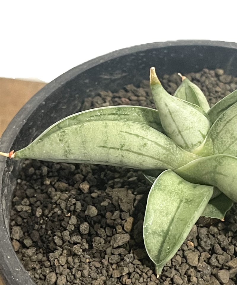 サンセベリア ミーディー 「Sansevieria Mee Dee 」91E-1 | SHOU
