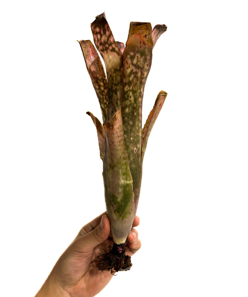 ビルベルギア コラン スターストラック「Billbergia Kolan Starstruc