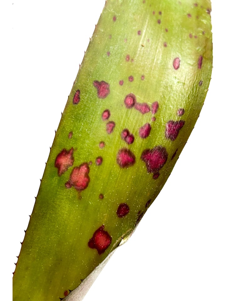 ネオレゲリア シュガー ダディ「Neoregelia Sugar Daddy」3/12 ネオレゲリア シュガー ダディ「Neoregelia Sugar Daddy」3/12