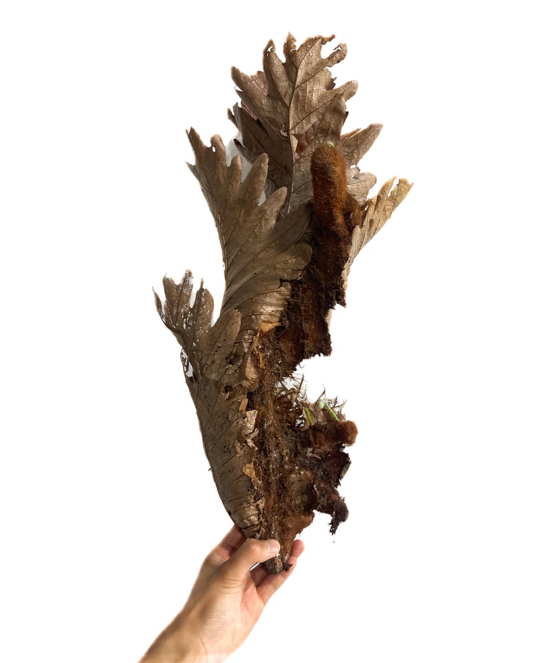 ドリナリア・クエルシフォリア AMAZON】Drynaria Quercifolia(ドリナリア・クエルシフォリア)L