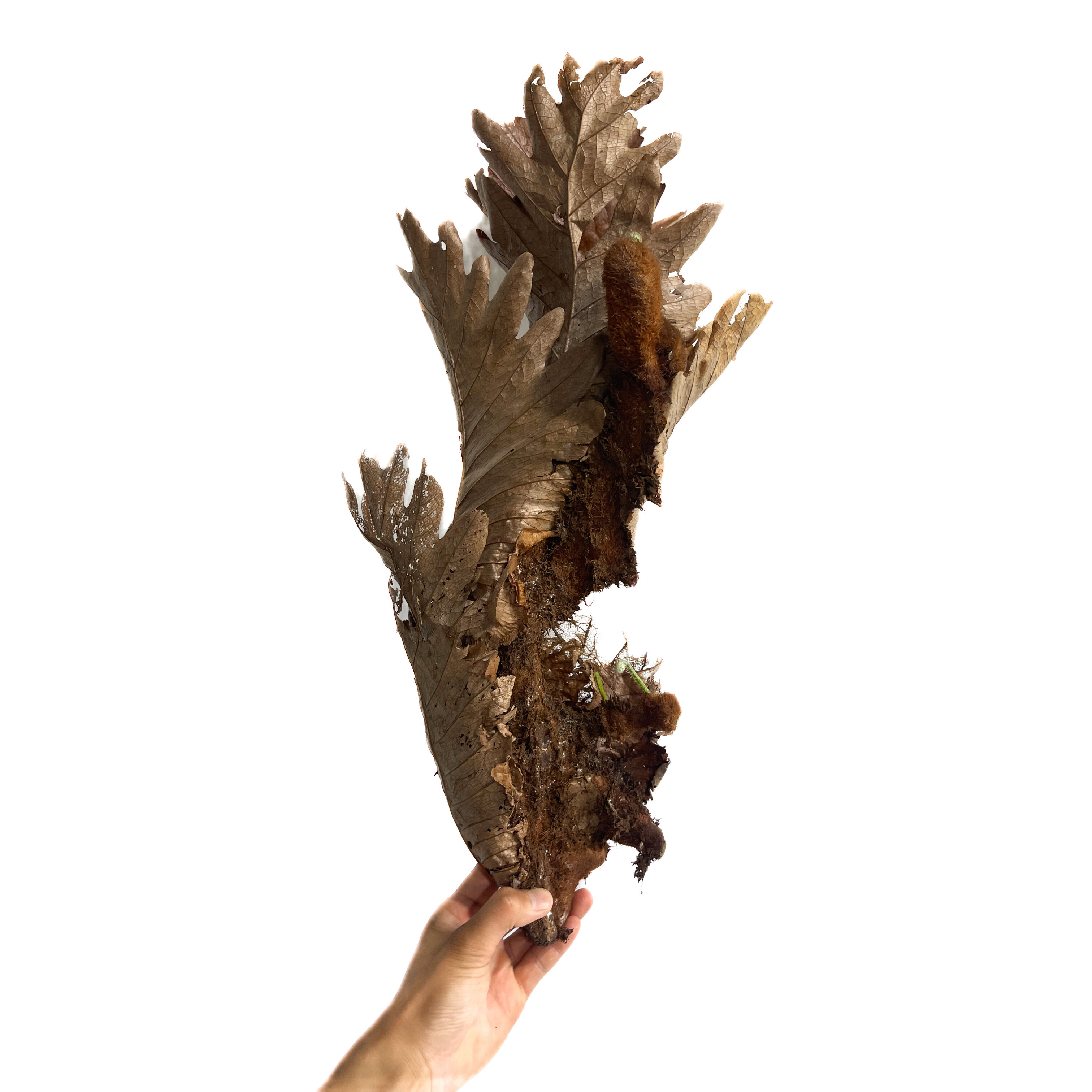 ドリナリア クエルシフォリア 「Drynaria quercifolia」6/27-859M1