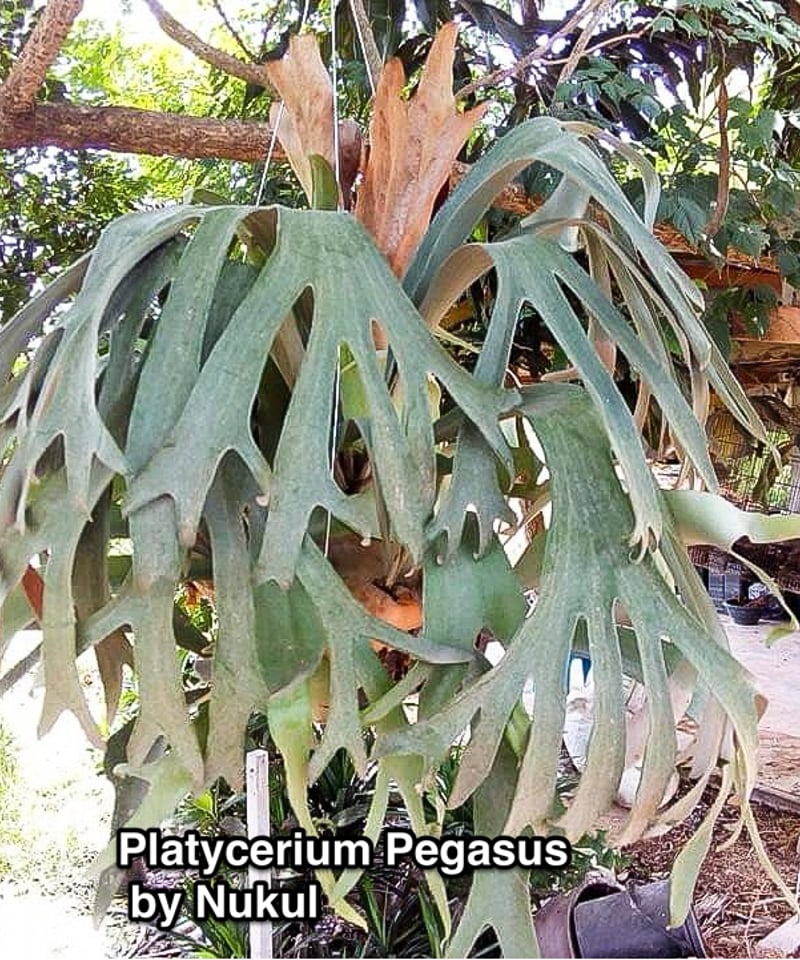 Y*Y様 ビカクシダ ペガサス Platycerium Pegasus 大株 ビカクシダペガサスoc