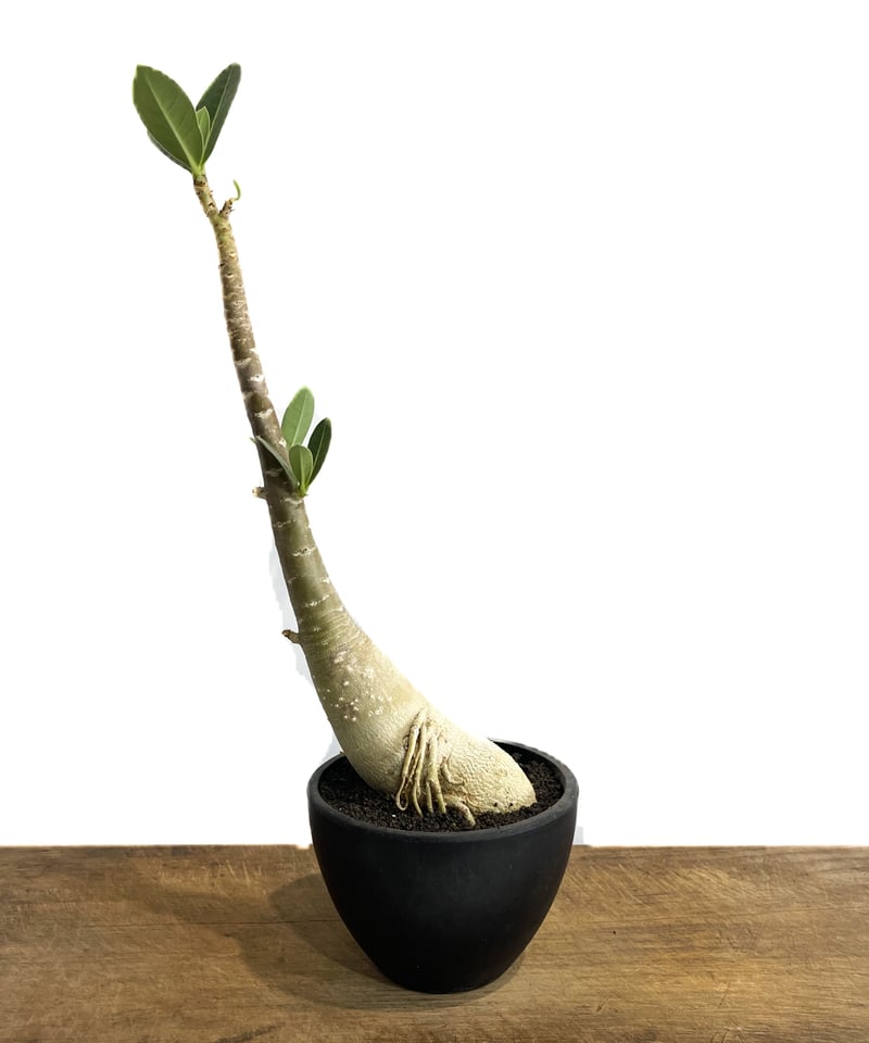アデニウム タイソコトラナム 「Adenium Thai socotranum」6/8-737