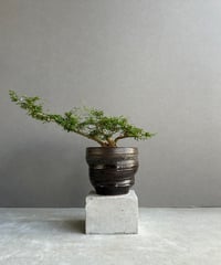 Philodendron sharoniae　フィロデンドロン　シャロニアエ Philodendron sharoniae フィロデンドロン シャロニアエ