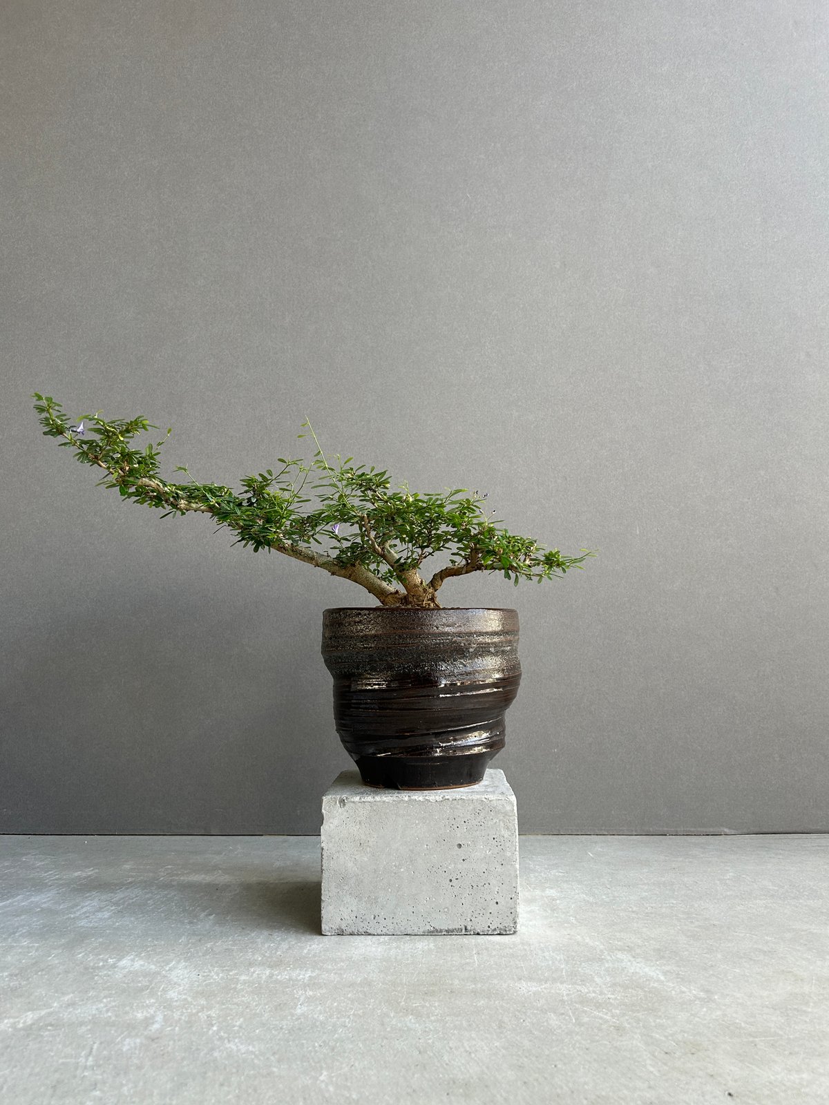 うち” 盆栽 斑入 Limited Edition + YON-HACHI「“UCHI”