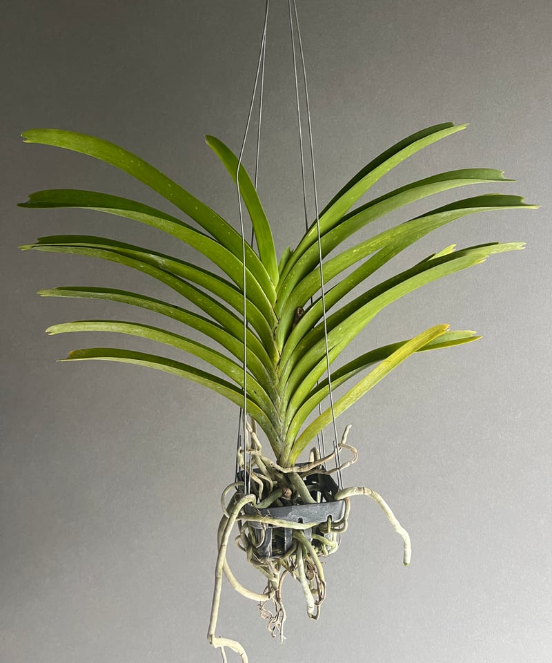 チャピたま様 プラナロム ローズオットー、ユーカリラディアタ