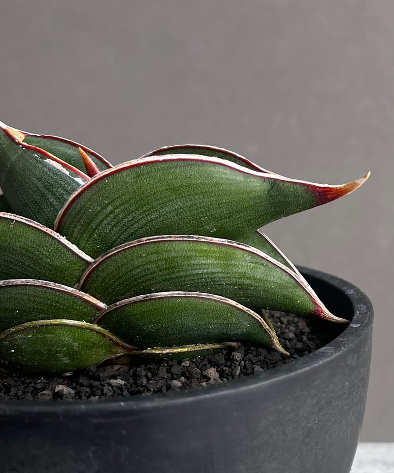 サンセベリア ロリダ 「Sansevieria rorida」35B | SHOUCHIKUEN