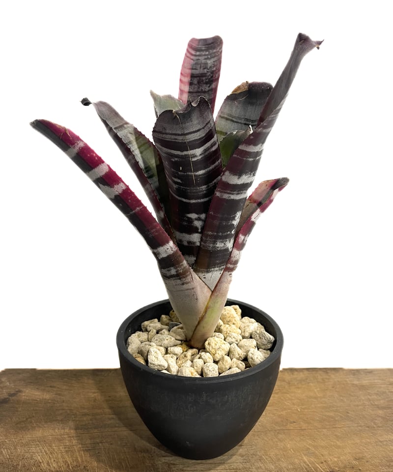 Aechmea Otto Aechmea 'Otto' deserves a spot in every garden