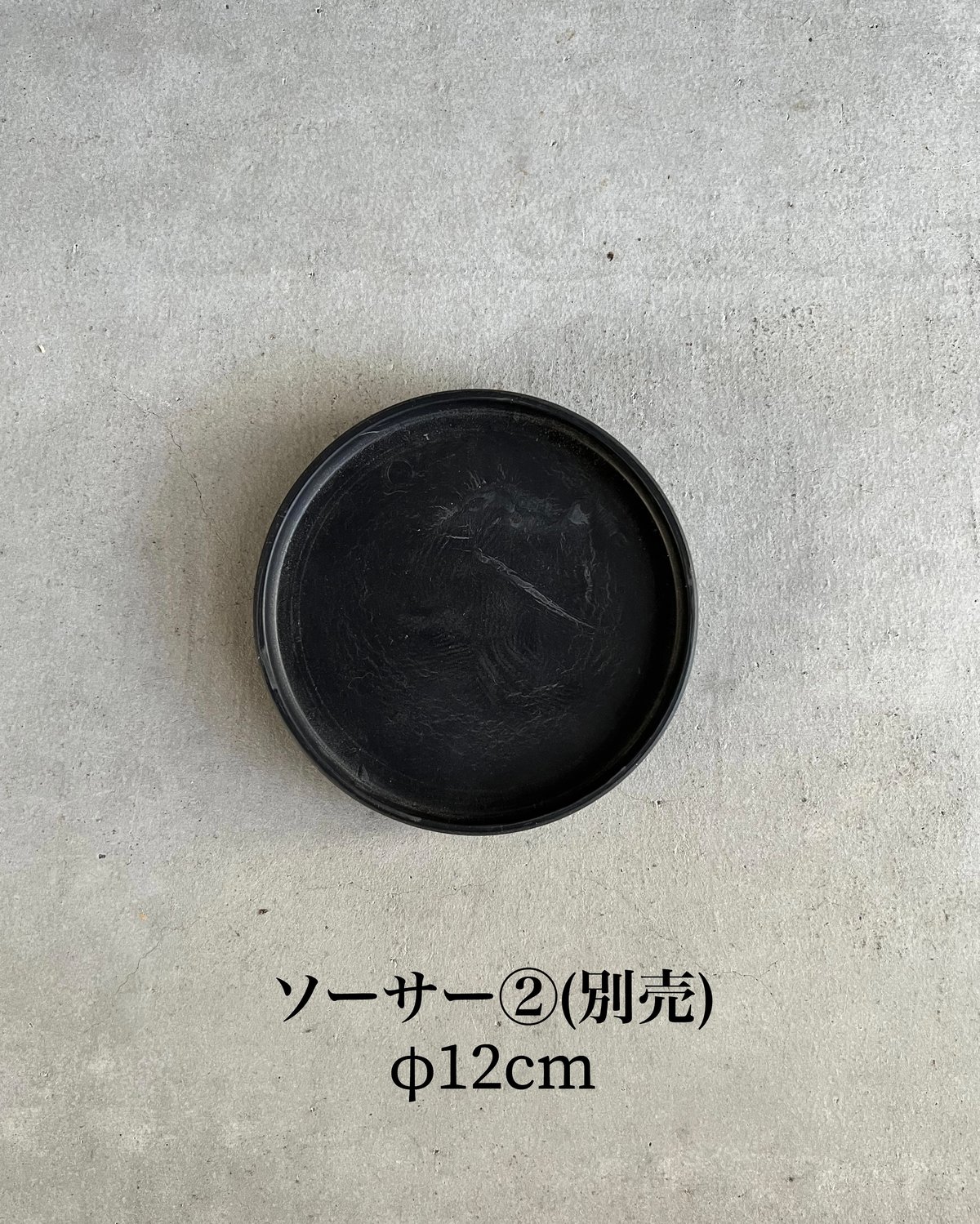 アデニウム スワジクム 「Adenium swazicum」59R | SHOUCHIKUEN