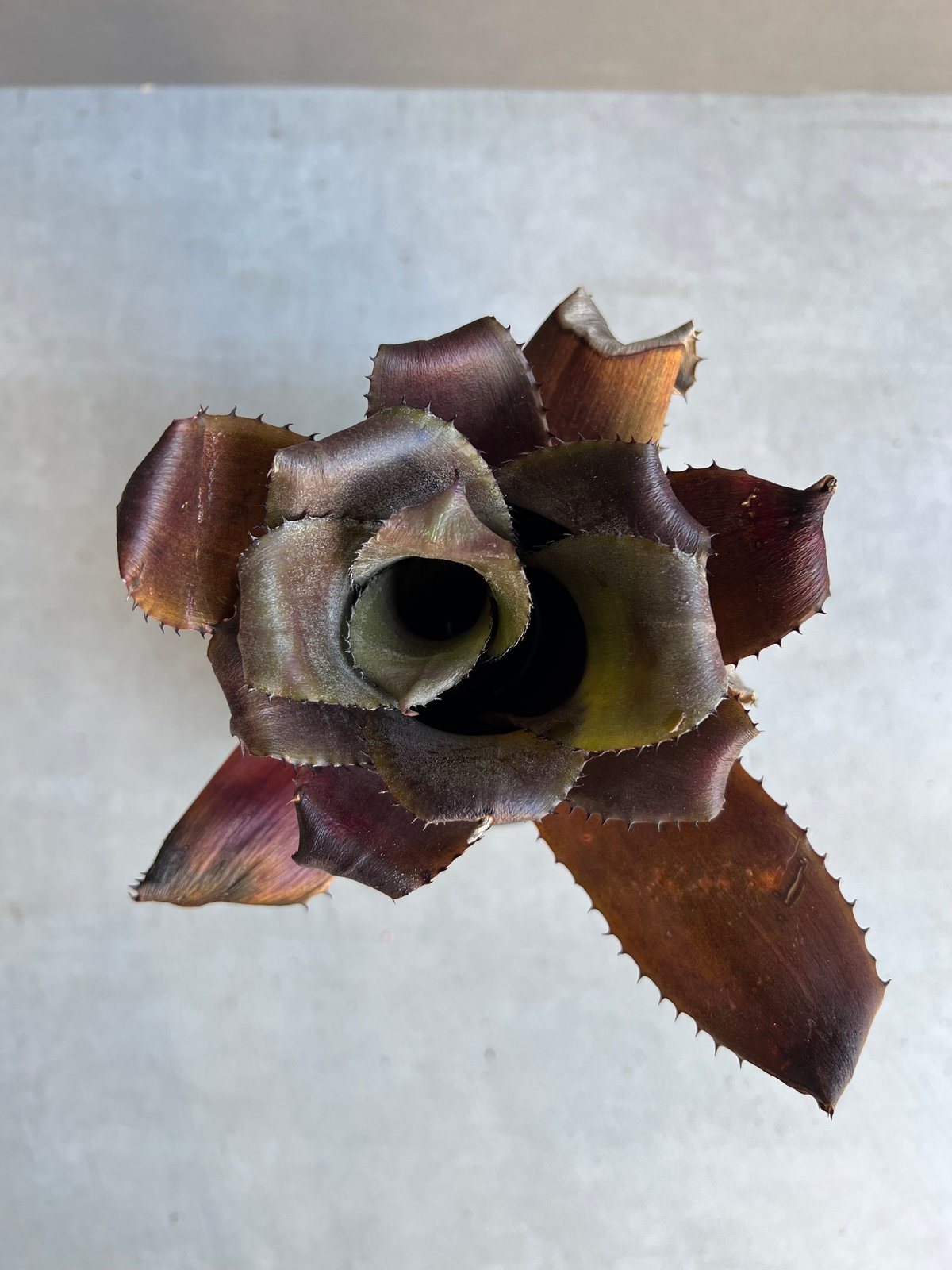 ホヘンベルギア エドムンドイ x ネオレゲリア ムーレアナ「Hohenbergia