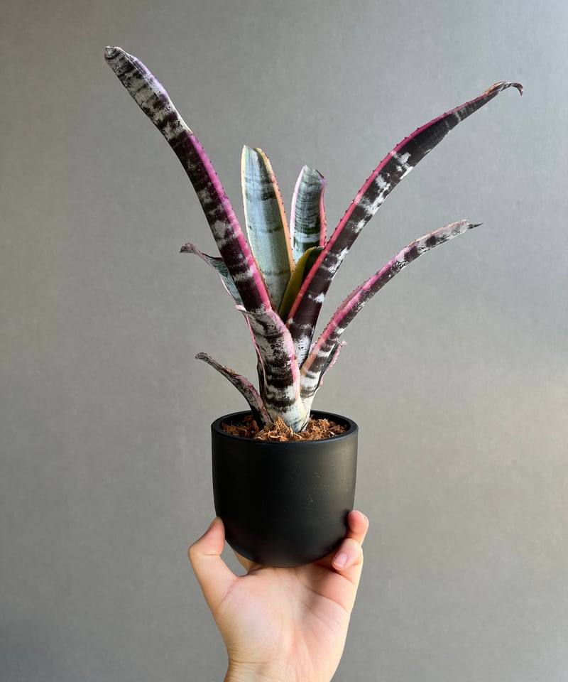 エクメア オットー 「Aechmea Otto」14C | SHOUCHIKUEN