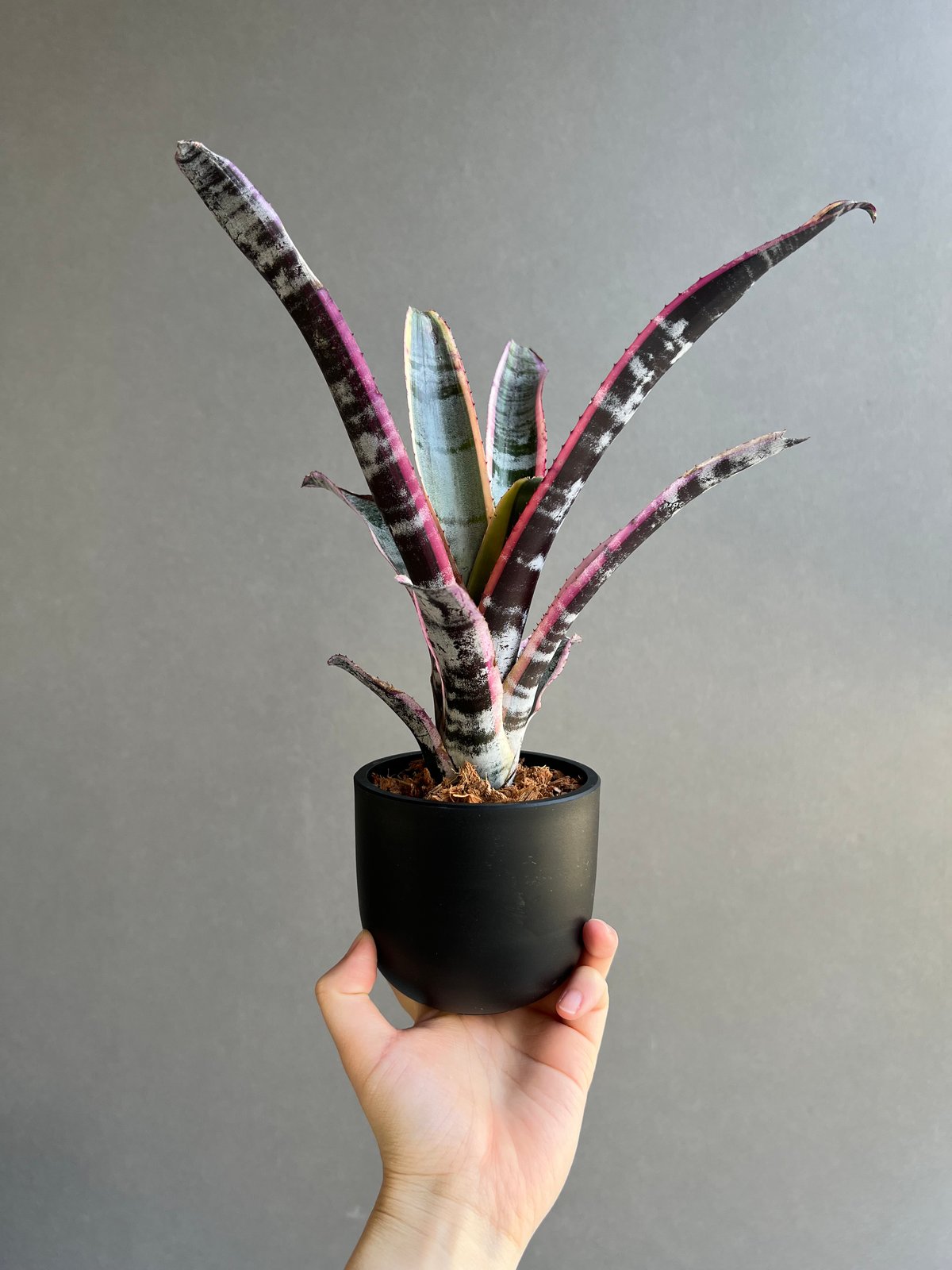 エクメア オットー 「Aechmea Otto」14C | SHOUCHIKUEN