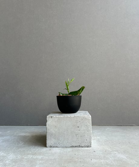 CATEGORY Plants | SHOUCHIKUEN