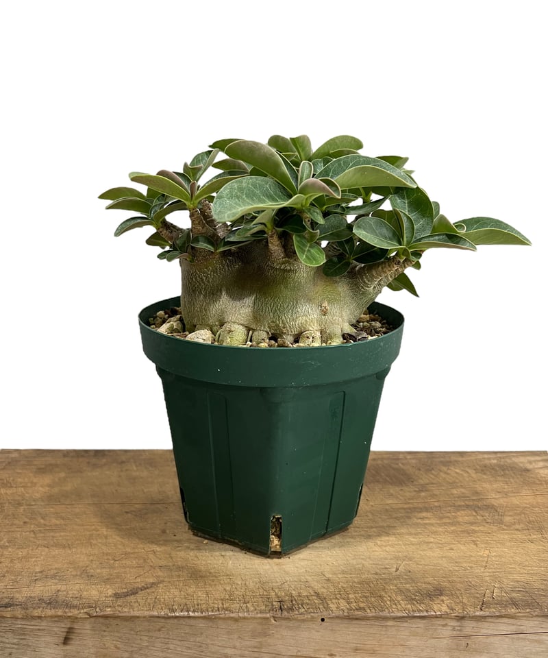 アデニウム アラビカム スーパー ドワーフ タイプ 「Adenium arabicum