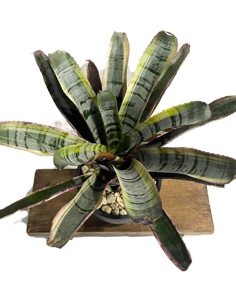 エクメア オットー「Aechmea Otto」2/8-58 | SHOUCHIKUEN