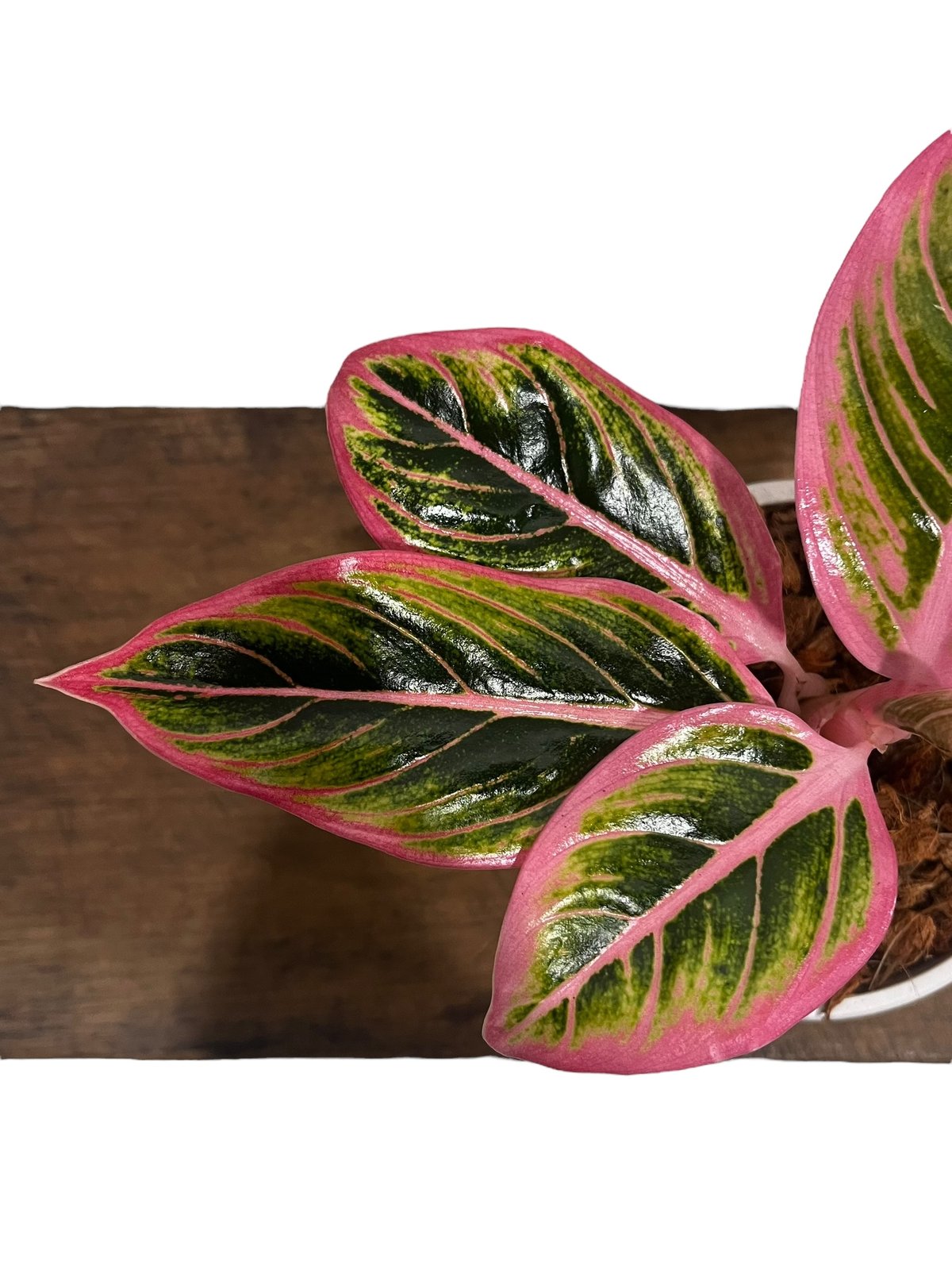 アグラオネマ ロータス デライト 「Aglaonema Lotus Delight アグラオネマ ロータス デライト 「Aglaonema Lotus Delight