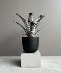 サンセベリア コビト(小人)「Sansevieria 'KOBITO'」6/11 | SHOU