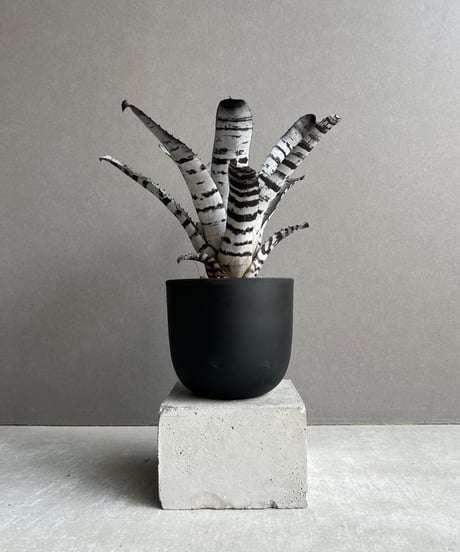 CATEGORY タンクブロメリア | SHOUCHIKUEN