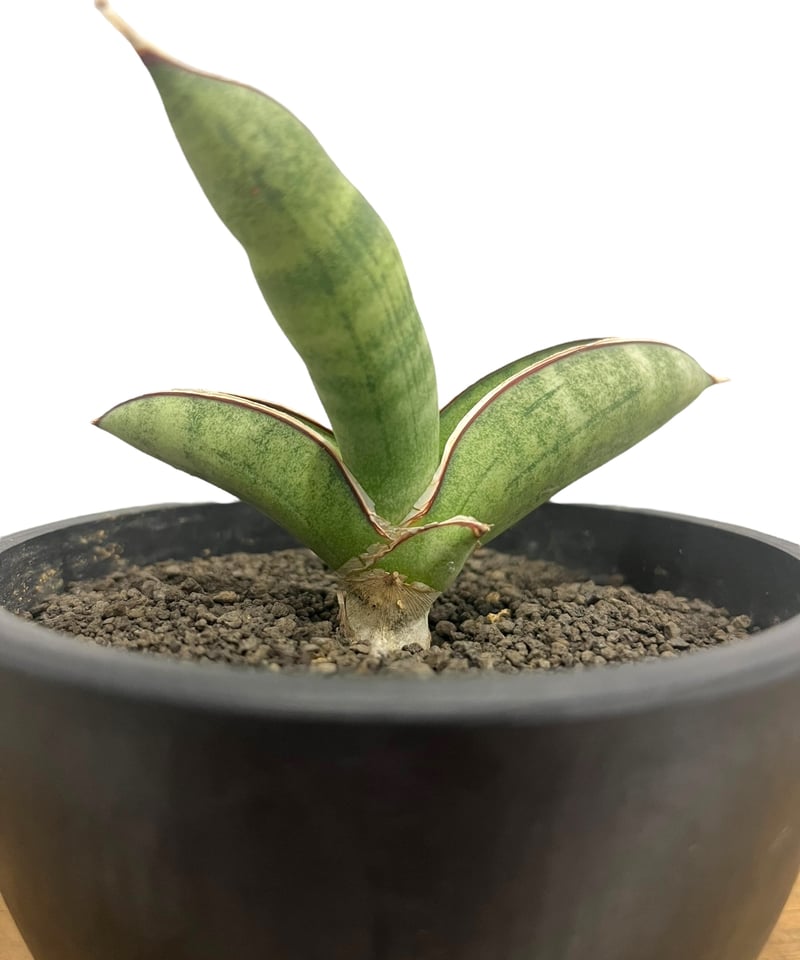 サンセベリア エイレンシス 「Sansevieria eilensis Lav.10178」9