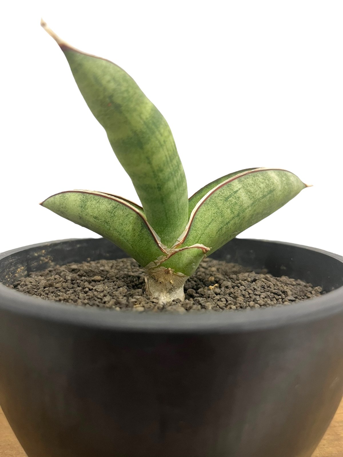 Sansevieria Eilensis サンスベリア エイレンス サンスベリア エイレンシス – 皇帝と呼ばれるレア株！玄関育成に