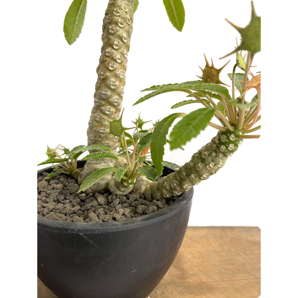 ドルステニア・フォエチダ　モンスト ドルステニア・フォエチダ モンスト まるでモンスター!? な