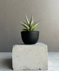 サンセベリア スリ パトゥム「Sansevieria Sri Pattum 」207-1 |