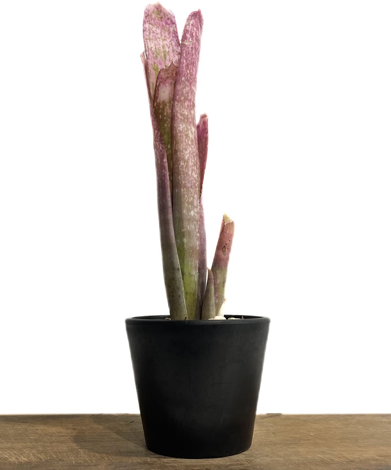 Billbergia 'Vicky Chirnside' ビルベルギア Billbergia 'Vicky