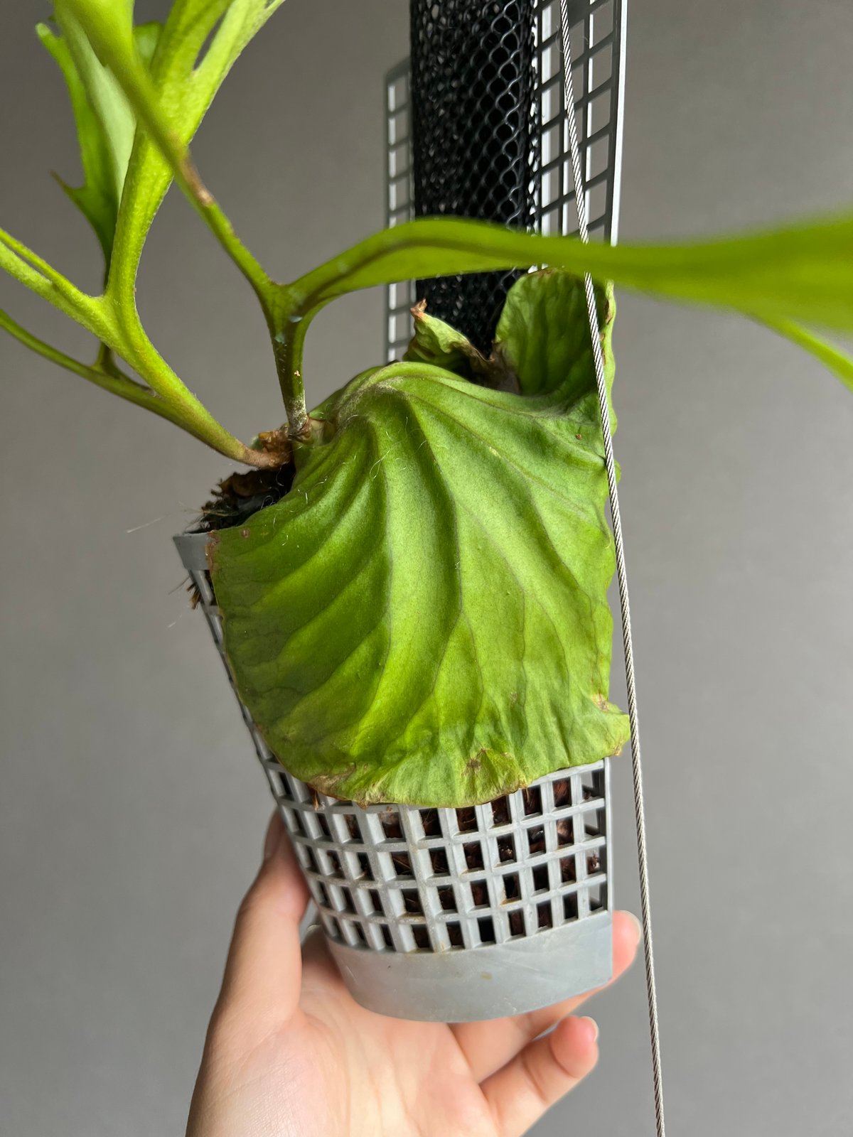 ビカクシダ リドレイ “パカラン”「Platycerium ridleyi “Pakarang