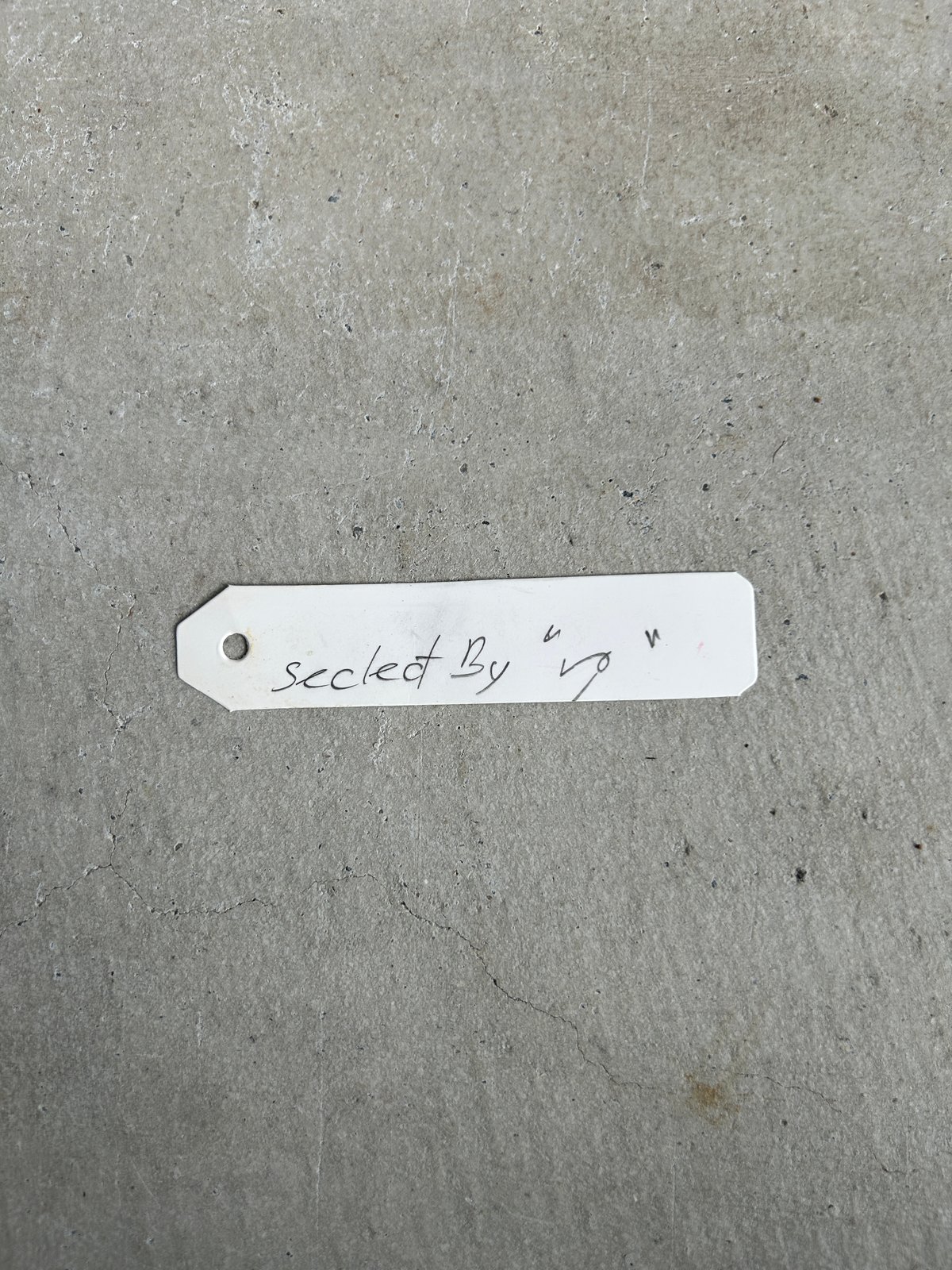 ビカクシダ ゴースト ハンズ 子株 (P. ウィリンキーx P.コロナリウム