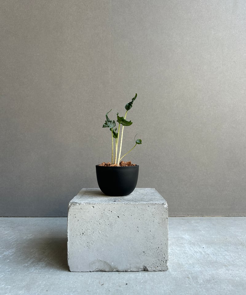 アロカシア ホーリー グレイル “ドワーフ”「Alocasia Holy Grail “ Dw