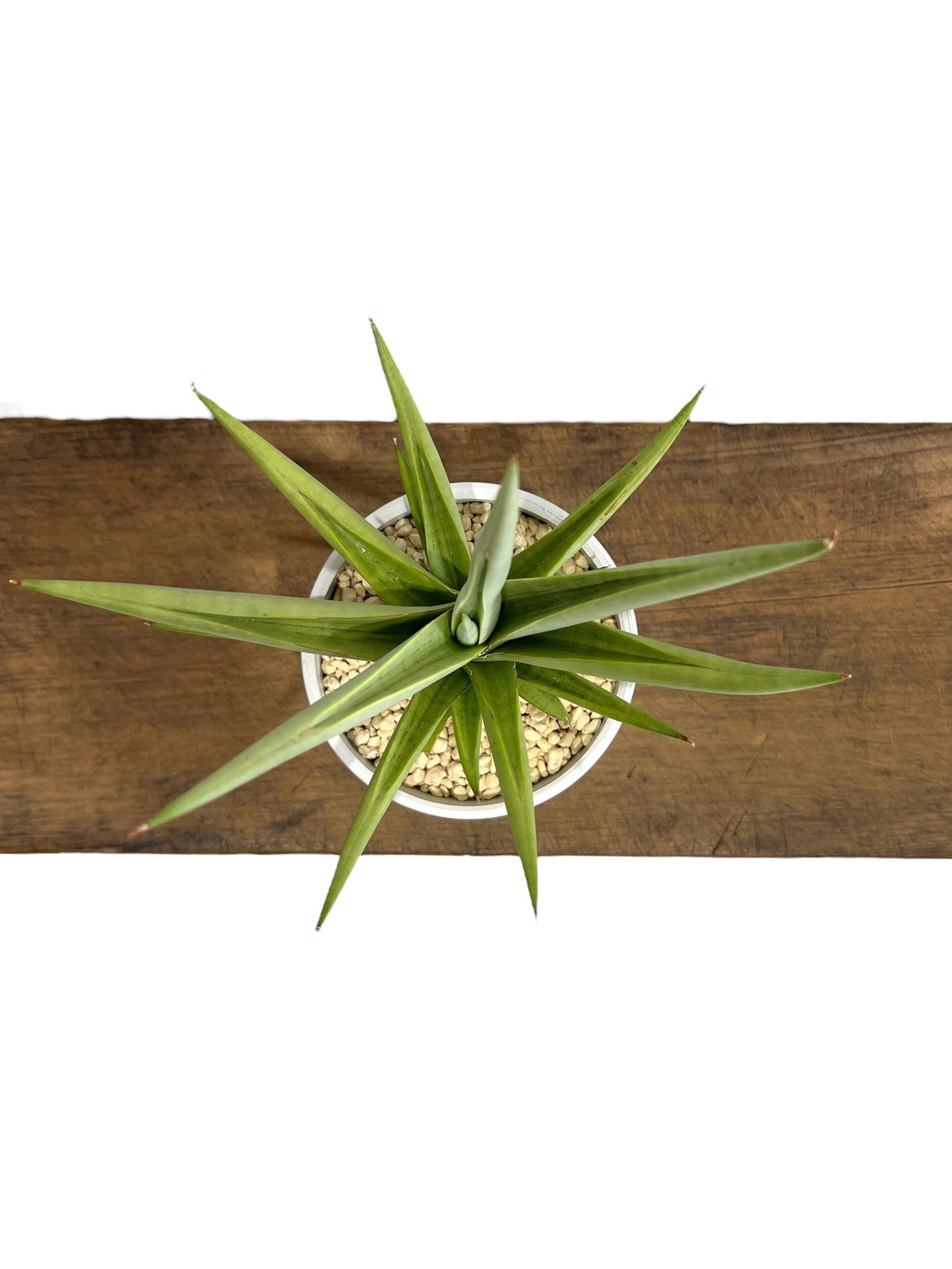 サンセベリア チャニン(by アンヤマニー ガーデン) 「Sansevieria