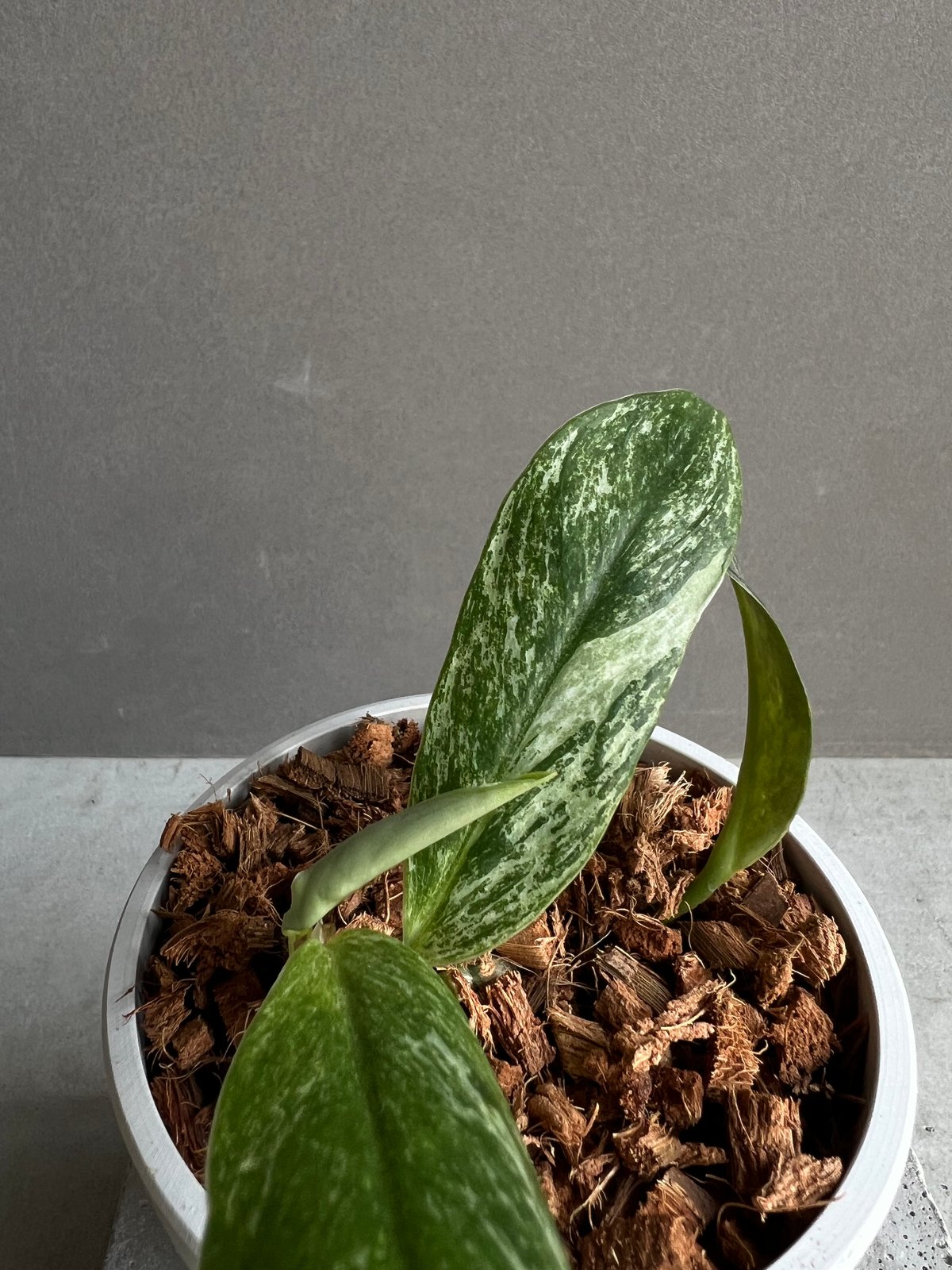 ラフィドフォラ sp. ドワーフ ミント 「Rhaphidophora sp. dwarf ラフィドフォラ sp. ドワーフ ミント 「Rhaphidophora sp. dwarf