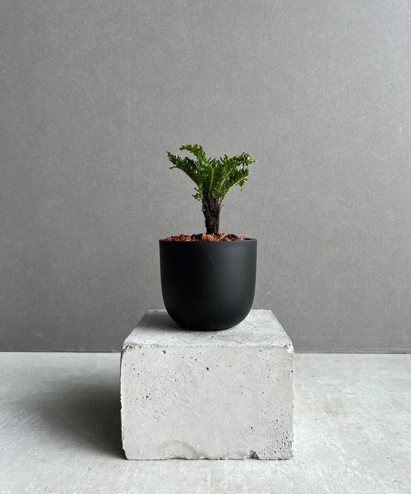 ブレクナム ギッバム ドワーフ 「Blechnum gibbum Dwarf 」29C