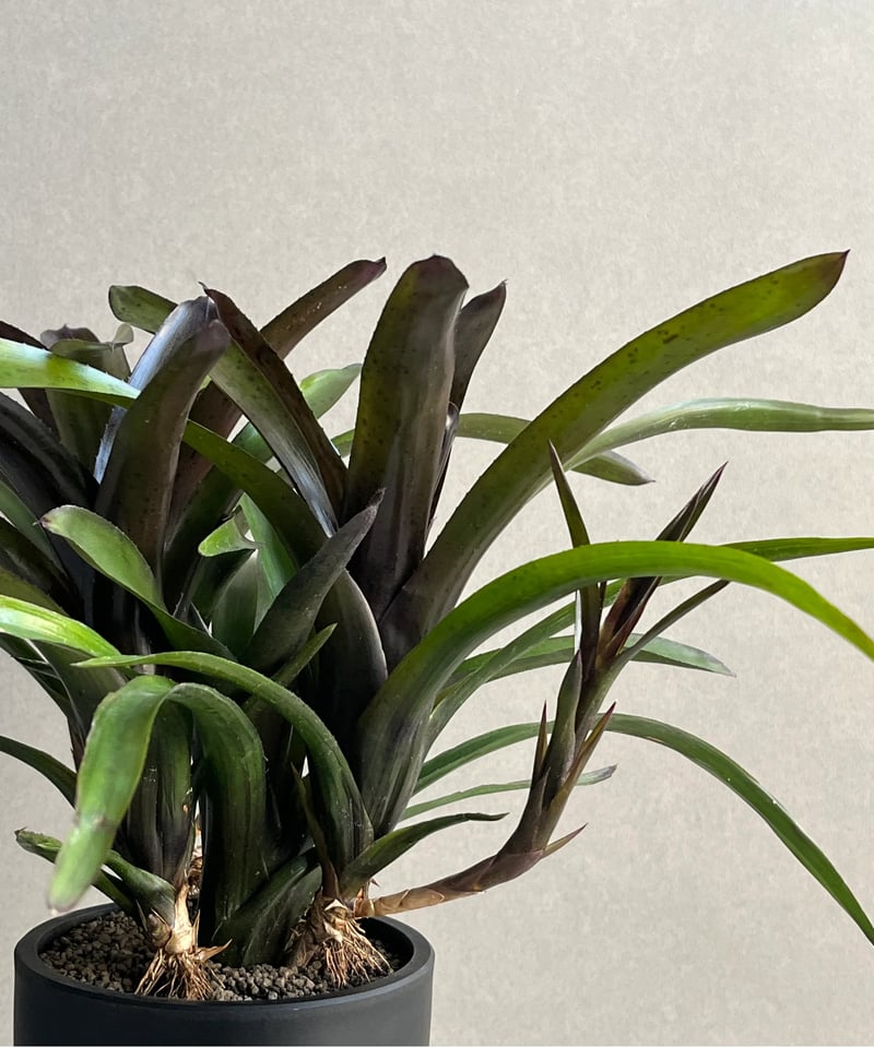 ネオレゲリア ディアブロ ネグロ 「Neoregelia Diablo Negro」74N |