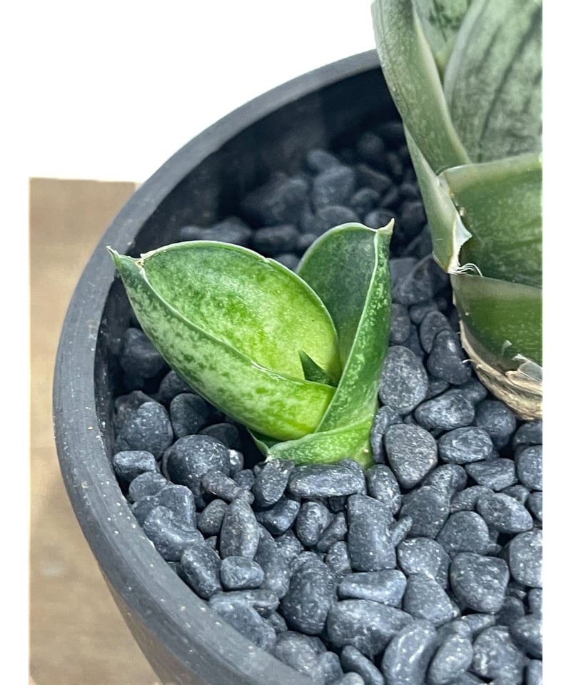 サンセベリア ミーディー 「Sansevieria Mee Dee (by Unyamanee
