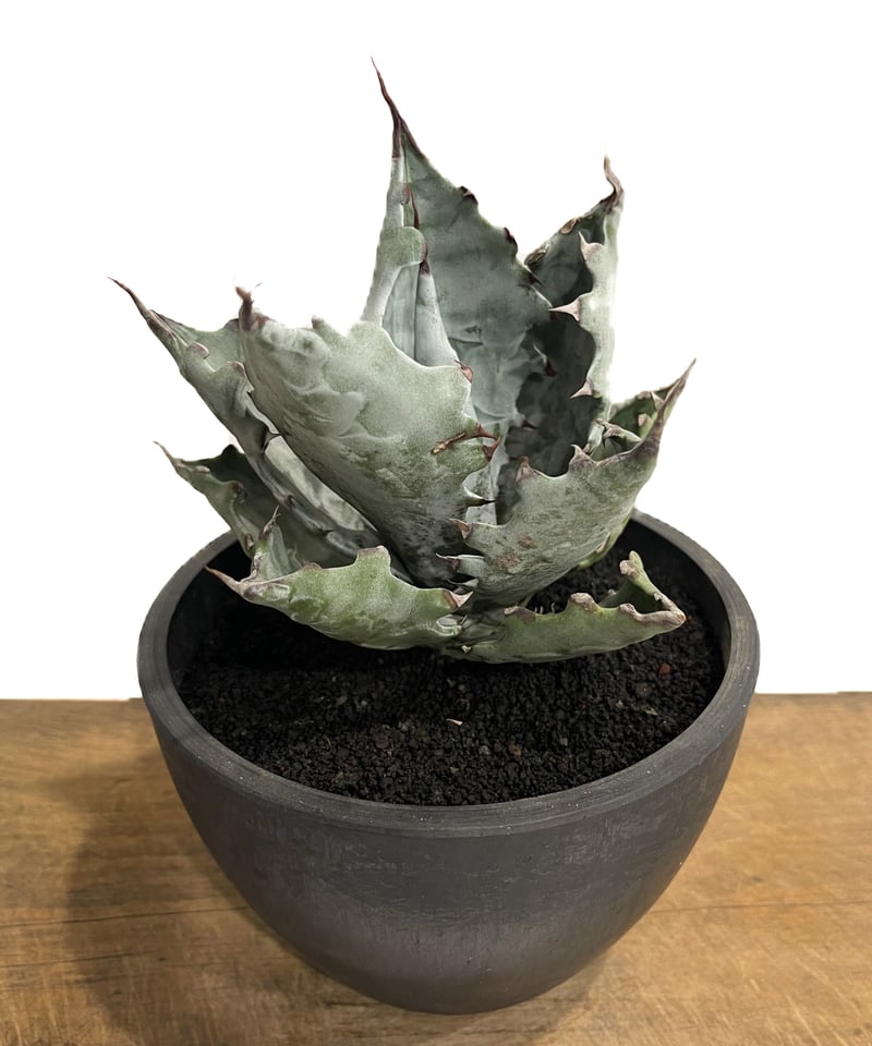 アガベ コロラータ中斑 カキコ + おまけ アガベ コロラータ錦 黄中斑 agave colorata mediopicta - メルカリ