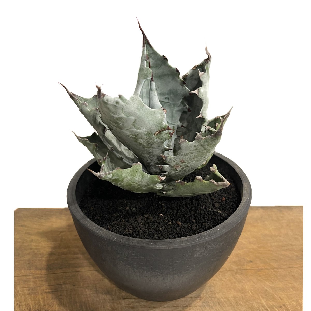 アガベ　コロラータ アガベ・コロラータ「スプリーム」 5号ロングポット : 四国