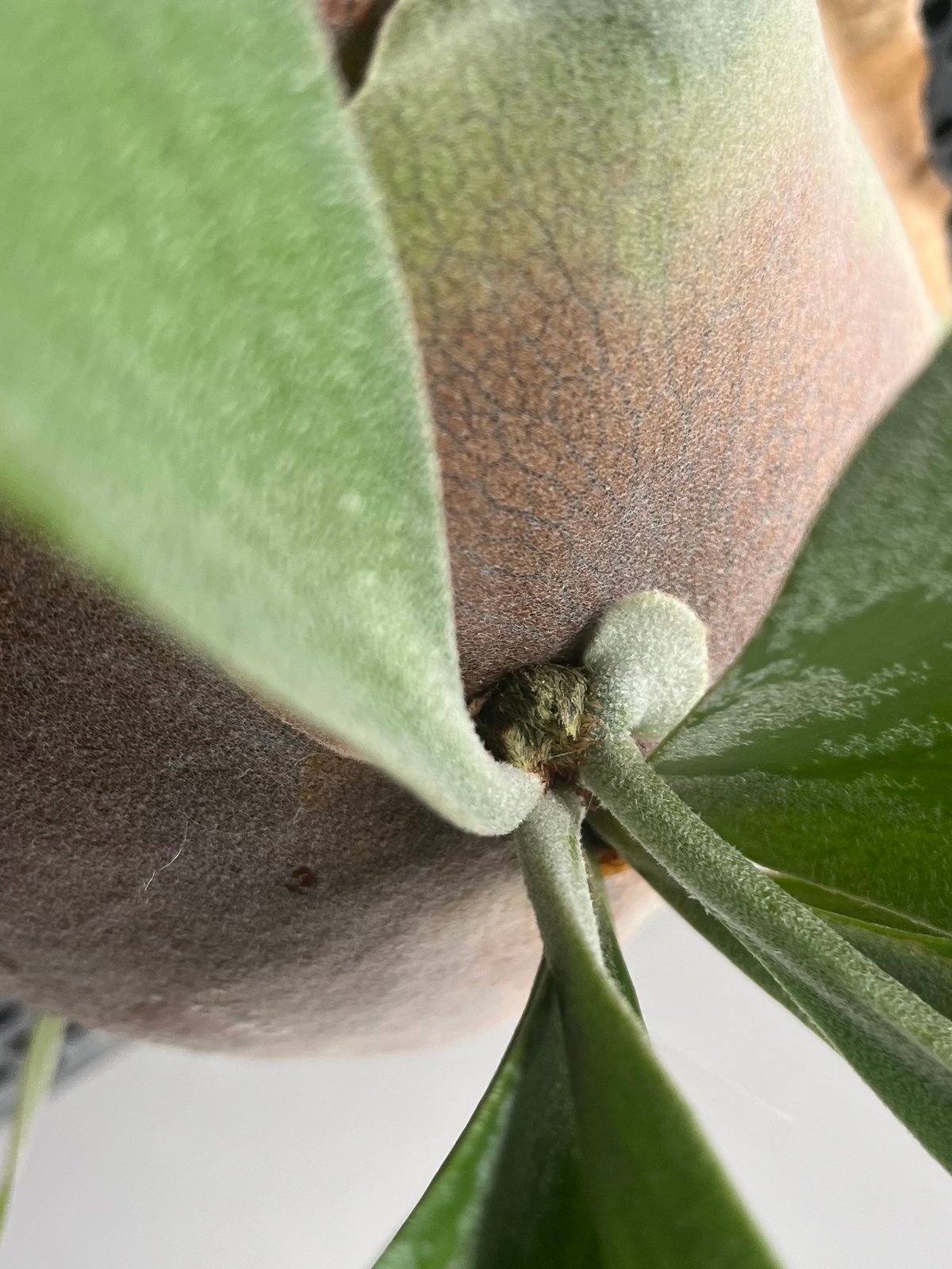 p.Bifurcatum cv.FirstLove ビカクシダplatyceri p.Bifurcatum cv.FirstLove ビカクシダplatyceri